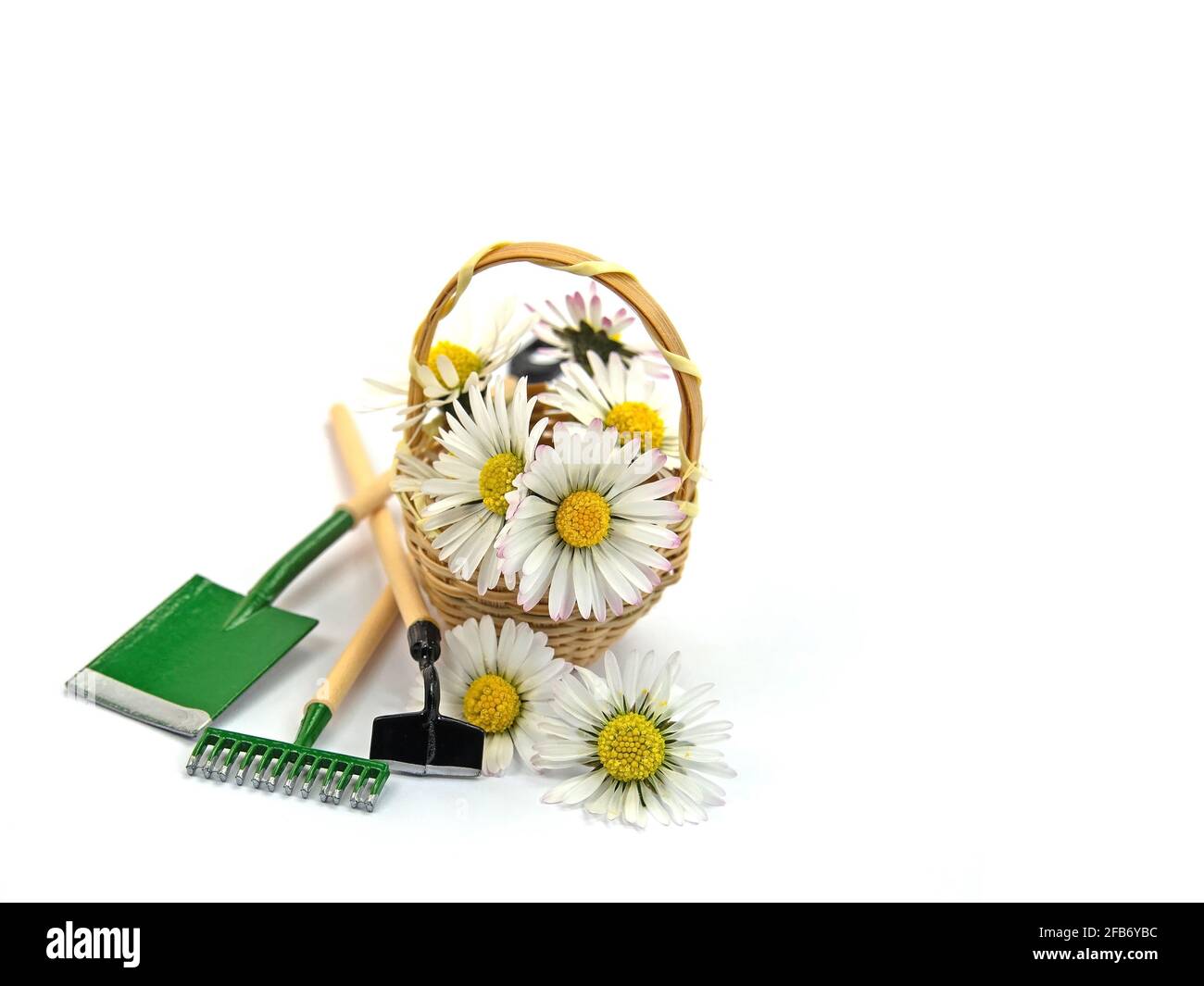 Marguerites dans le panier et les outils de jardin sur fond blanc Banque D'Images
