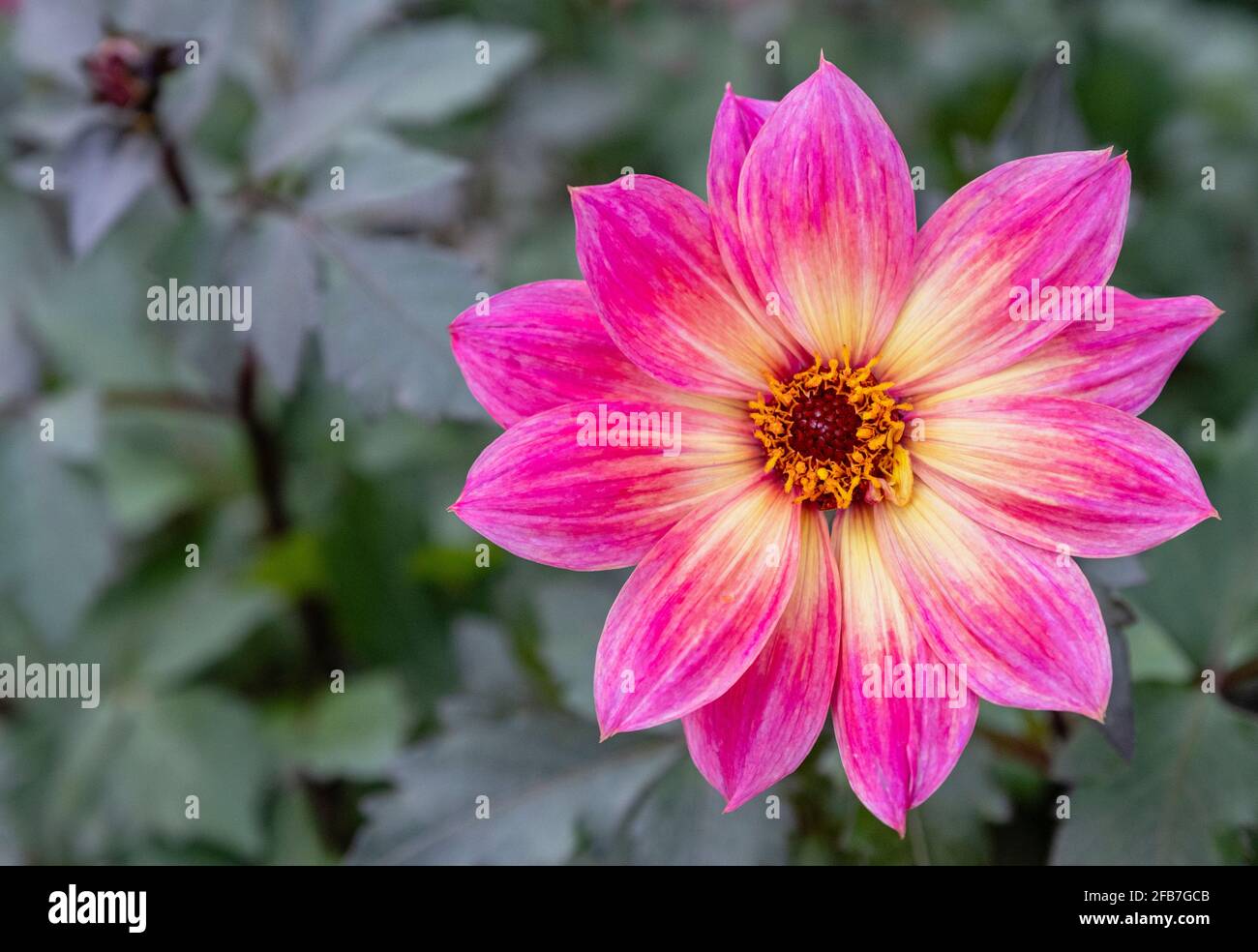 Dahlia, Dahlia Australis, fleur rose en gros plan avec pétales et étamines. Banque D'Images