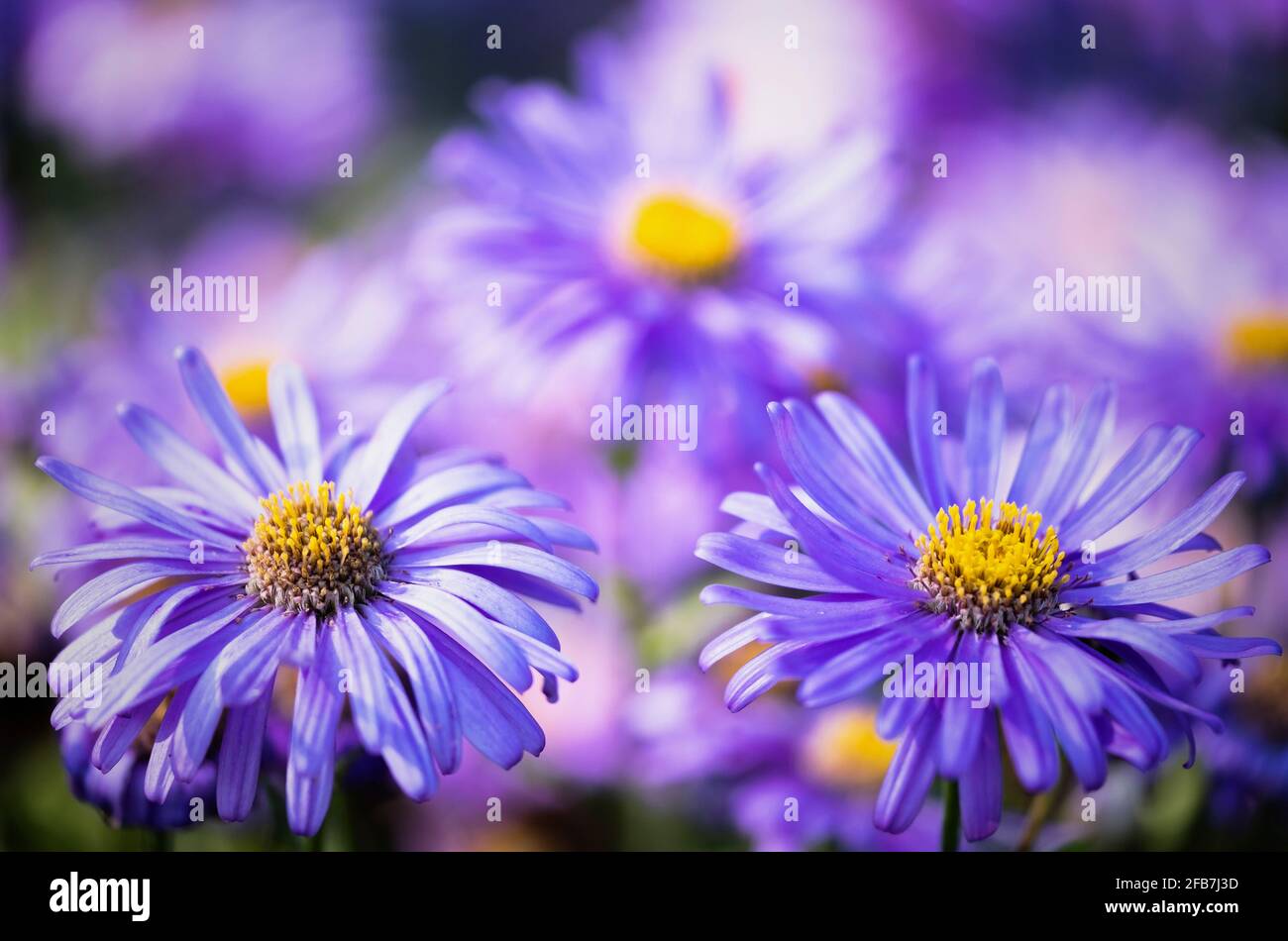 Asters, Asteraceae, vue rapprochée de deux fleurs violettes aux étamines jaunes. Banque D'Images