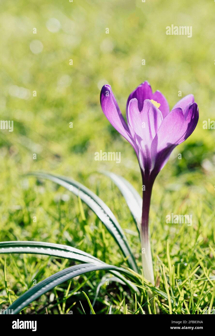 Crocus, Iridacae, vue latérale du flouer violet avec des pétales légèrement translucides contre-jour par le soleil. Banque D'Images