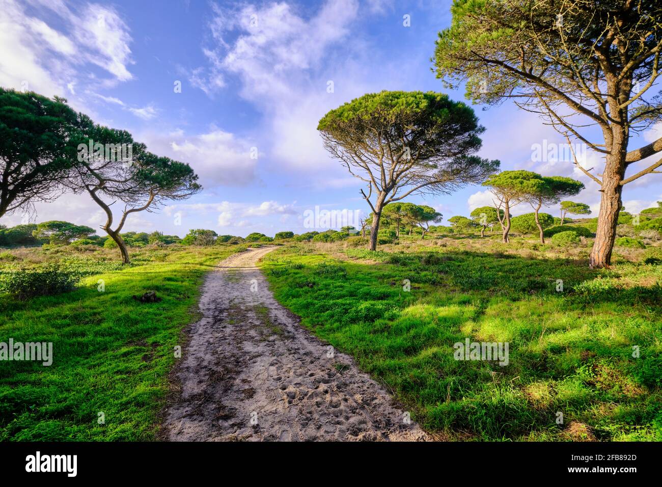 Forêt nationale de Medos, une réserve botanique. Almada, Portugal Banque D'Images