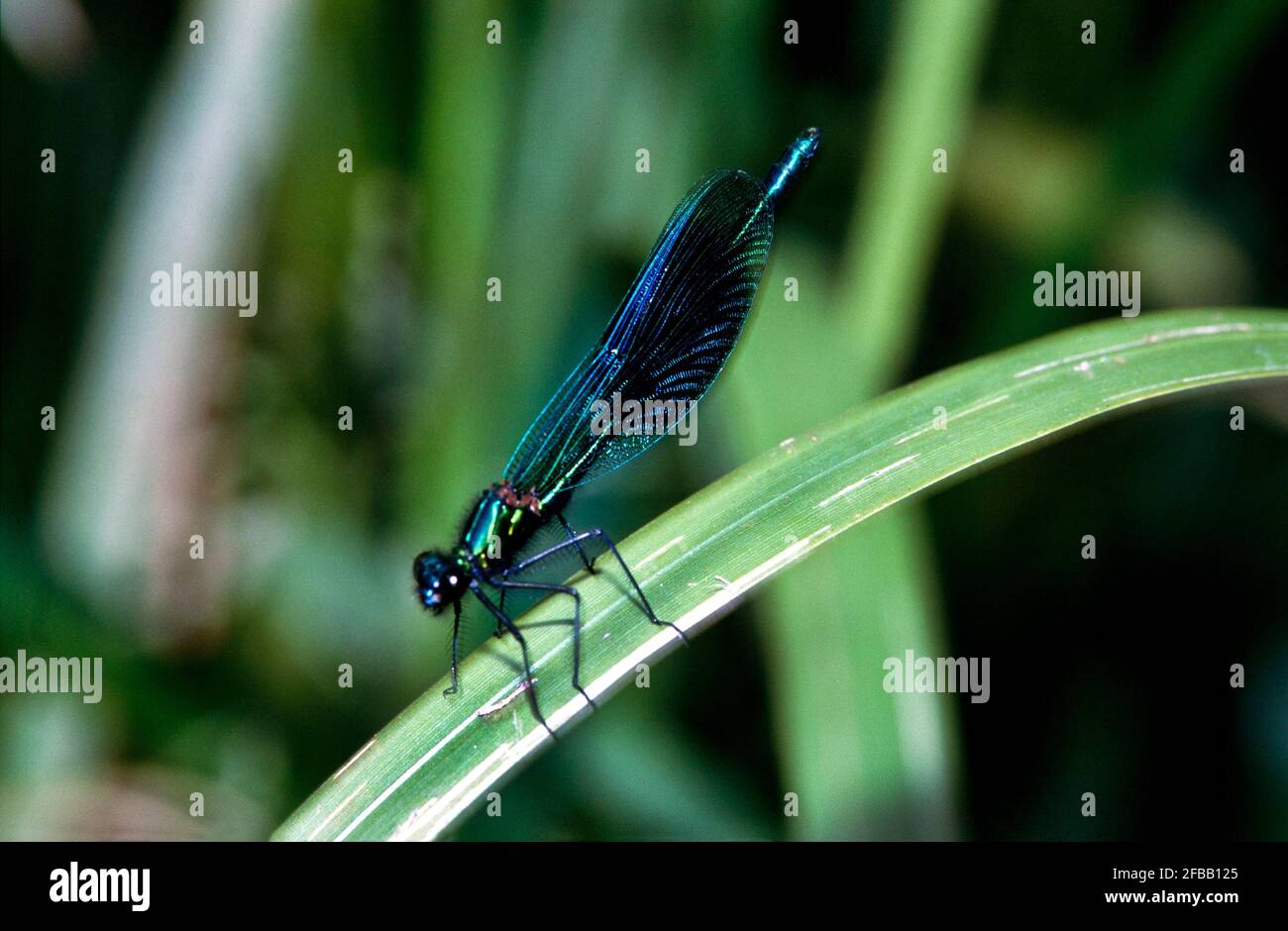 Libellule, damselfly dans la nature, 1994 partie III Banque D'Images