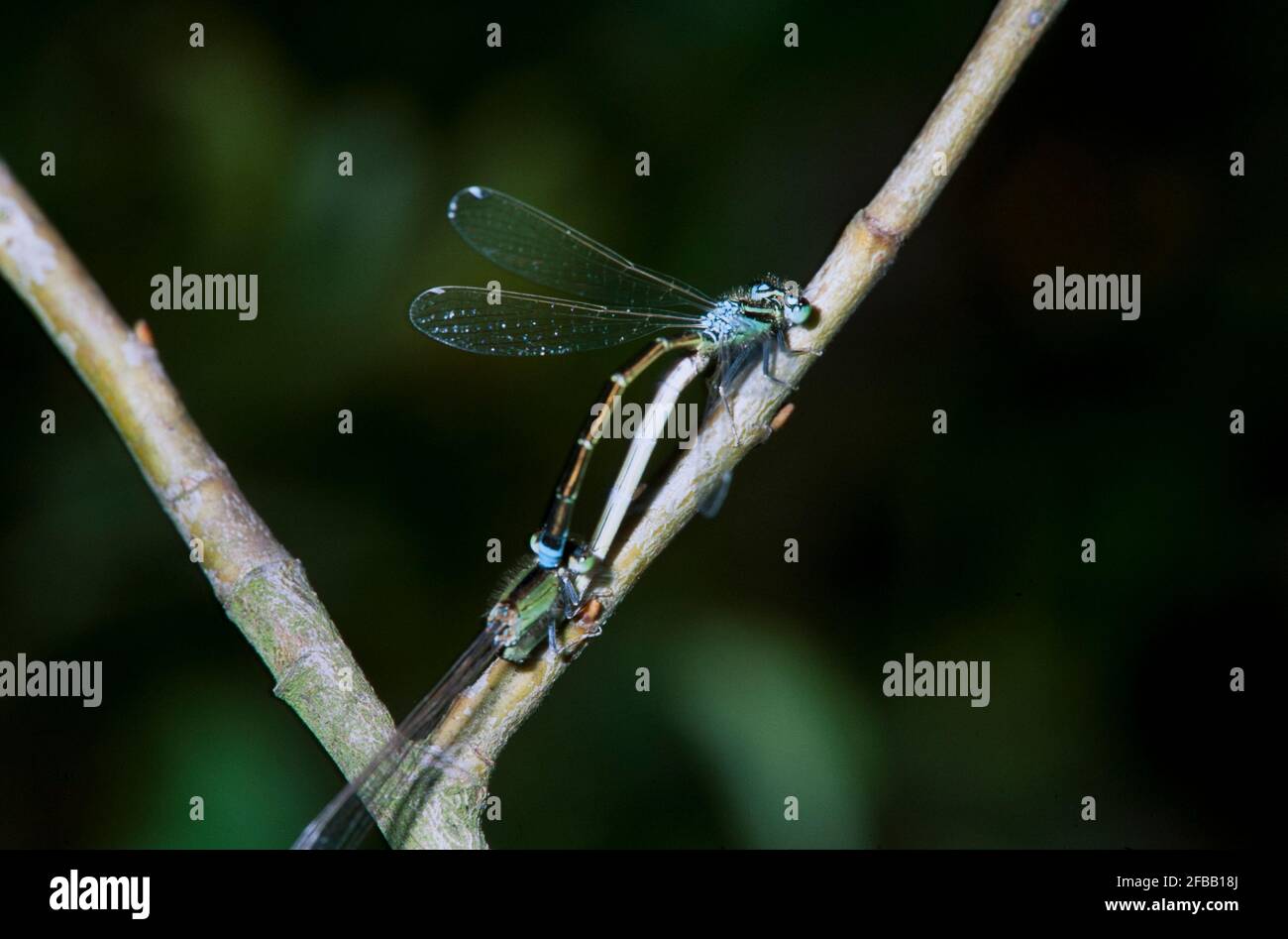 Libellule, damselfly dans la nature, 1994 partie III Banque D'Images