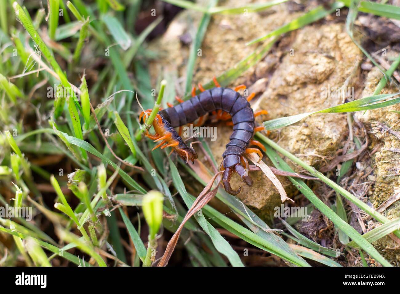Le centipede annelé est un animal de secours dangereux sur une pierre dans le jardin. Millipède blindé toxique. Banque D'Images