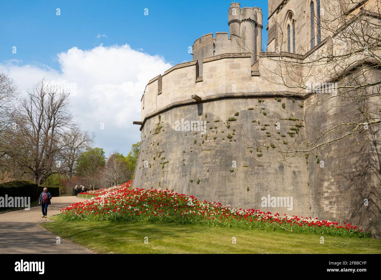 Festival de tulipes du château d'Arundel en avril 2021, West Sussex, Angleterre, Royaume-Uni, avec des tulipes rouges vif plantées autour du château. Banque D'Images