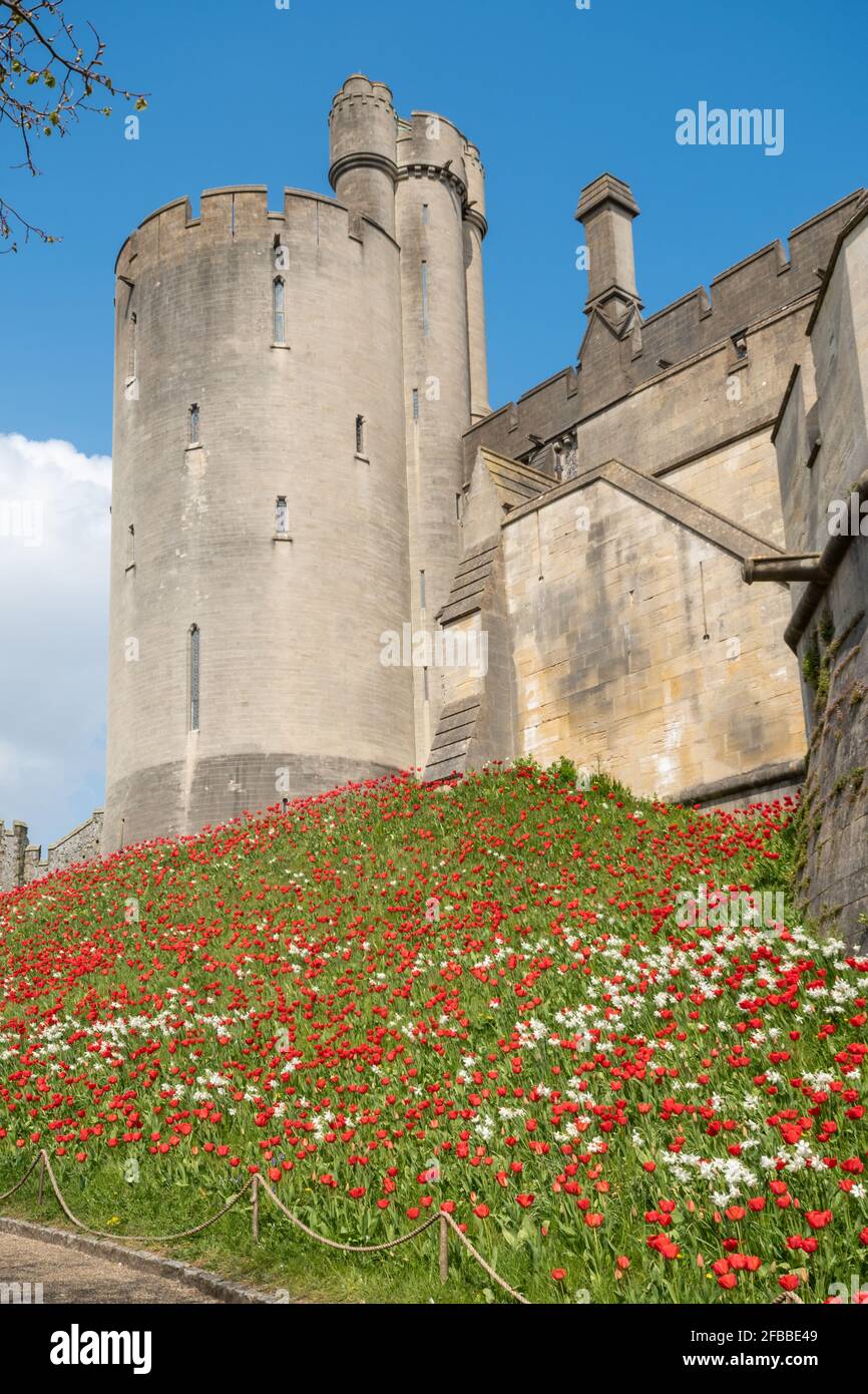 Festival de tulipes du château d'Arundel en avril 2021, West Sussex, Angleterre, Royaume-Uni, avec des tulipes rouges vif plantées autour du château. Banque D'Images