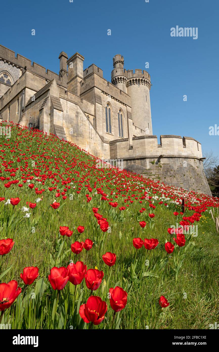 Festival de tulipes du château d'Arundel en avril 2021, West Sussex, Angleterre, Royaume-Uni, avec des tulipes rouges vif plantées autour du château. Banque D'Images