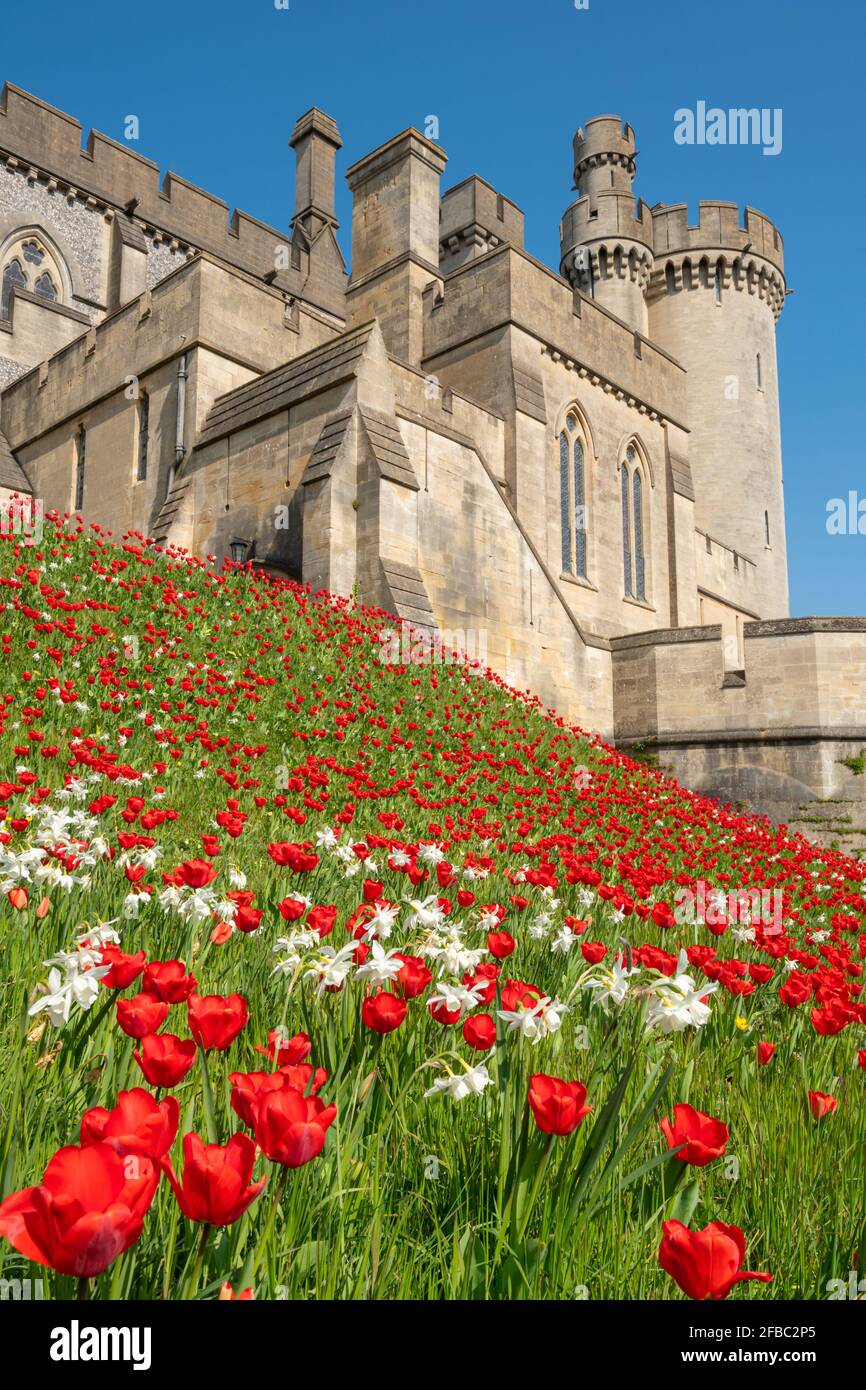 Festival de tulipes du château d'Arundel en avril 2021, West Sussex, Angleterre, Royaume-Uni, avec des tulipes rouges vif plantées autour du château. Banque D'Images