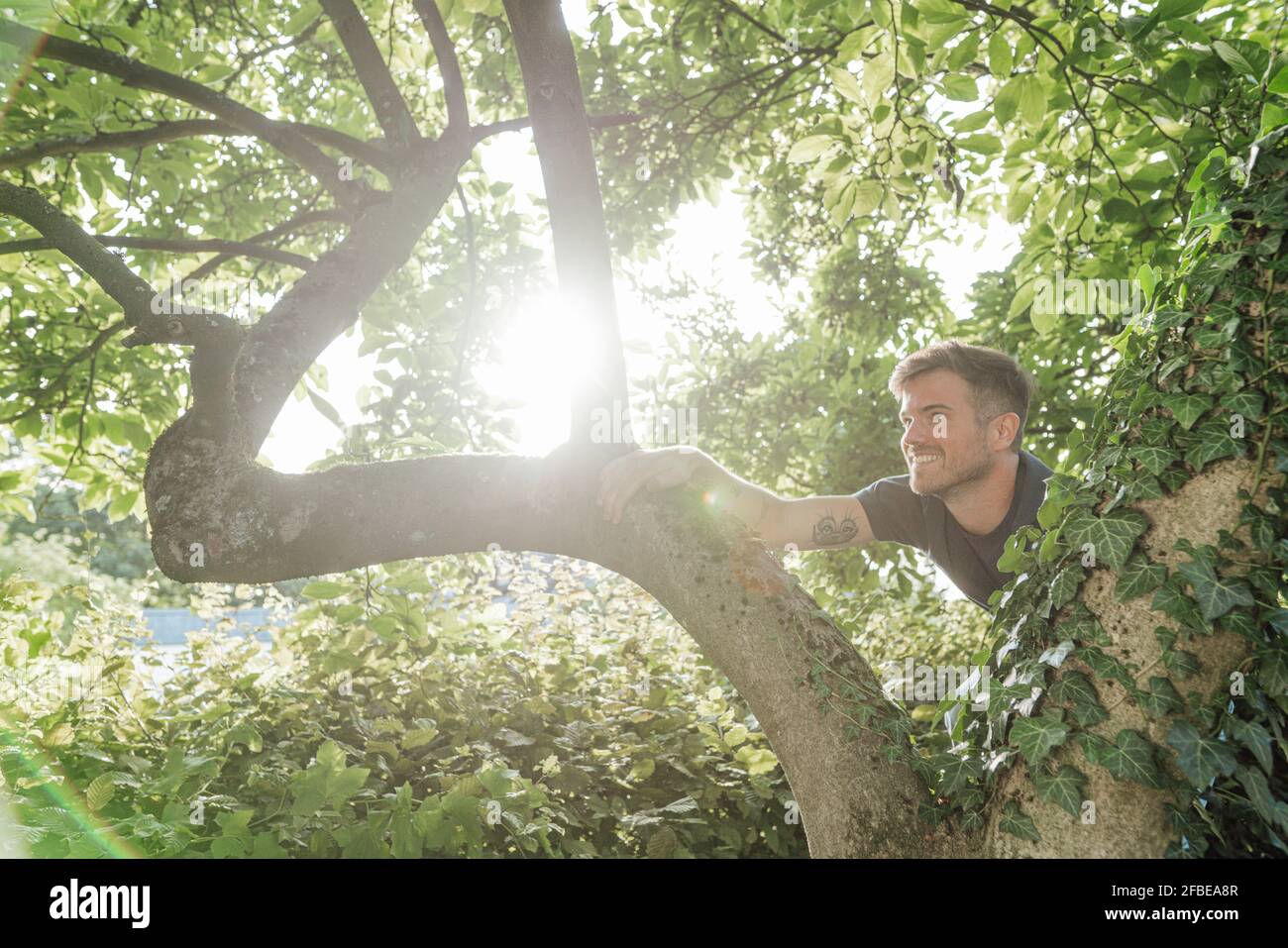 Curieux homme grimpant sur l'arbre pendant la journée ensoleillée Banque D'Images