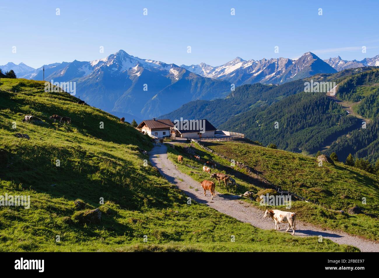 Ferme de colline à la route de montagne Zillertaler, vallée de Ziller, Tyrol, Autriche Banque D'Images