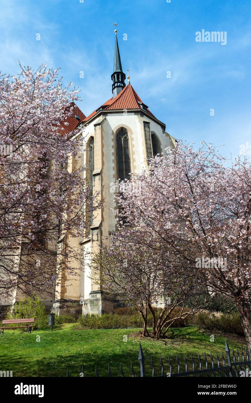Cerises fleuries dans le quartier proche de l'église Saint-Antoine sur la place Strossmayerovo à Prague-Holesovice. Banque D'Images
