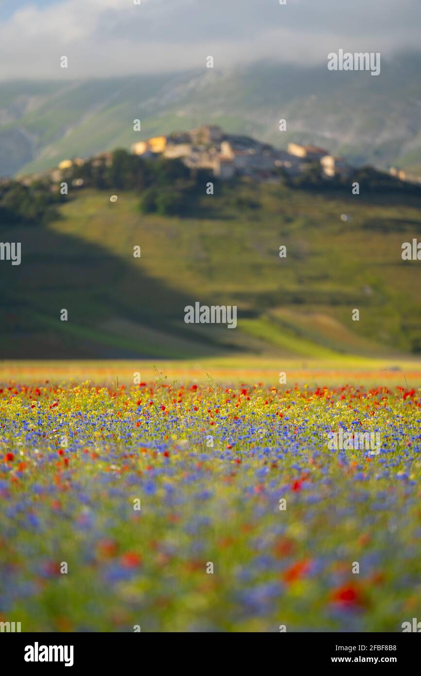 Fleurs sauvages rouges et bleues florissant sur le plateau de Piano Grande Banque D'Images