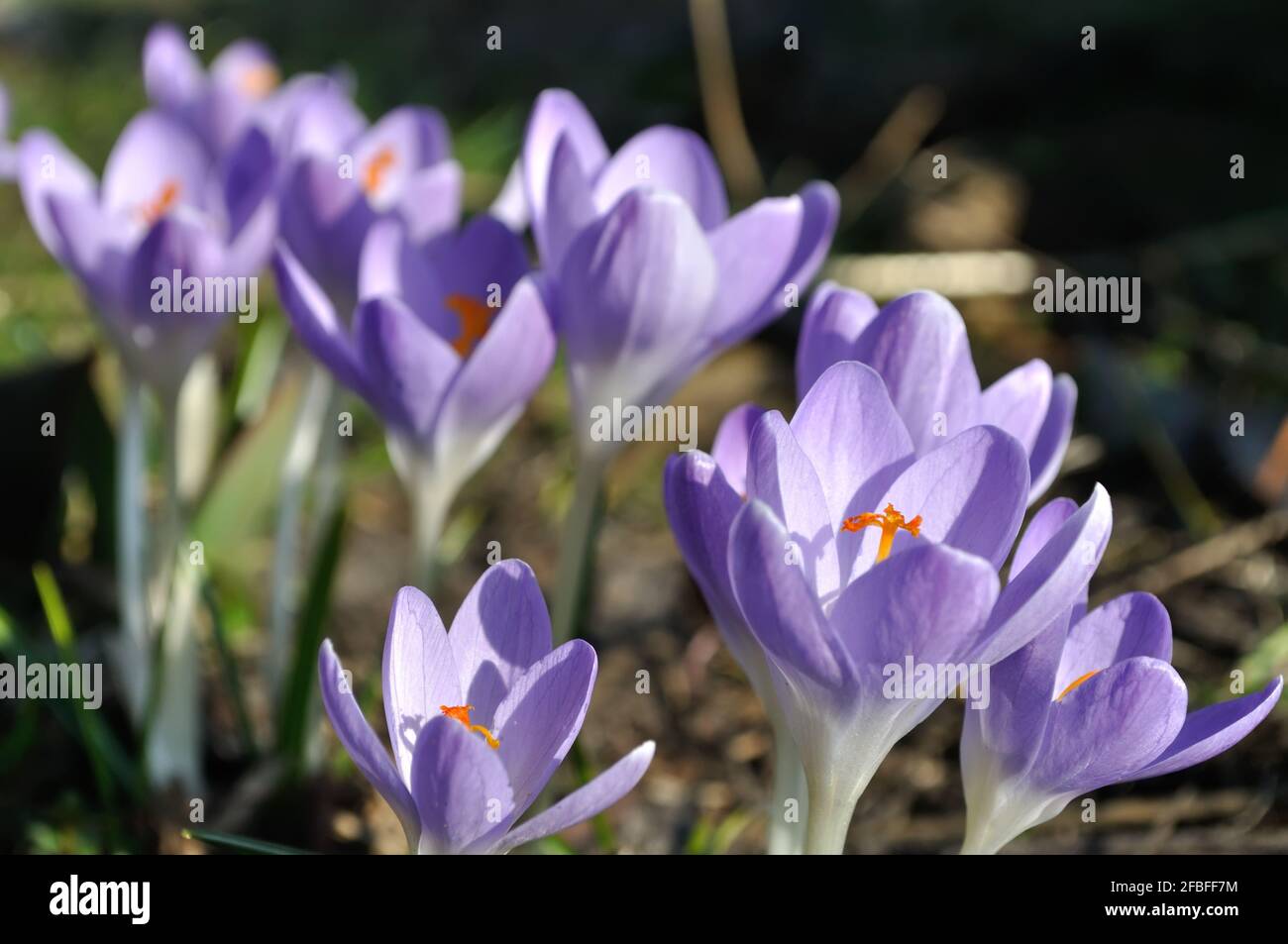 gros plan des crocus violets en fleurs au printemps Banque D'Images