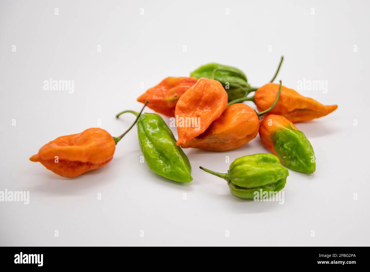 Naga Morich Banque D'Images