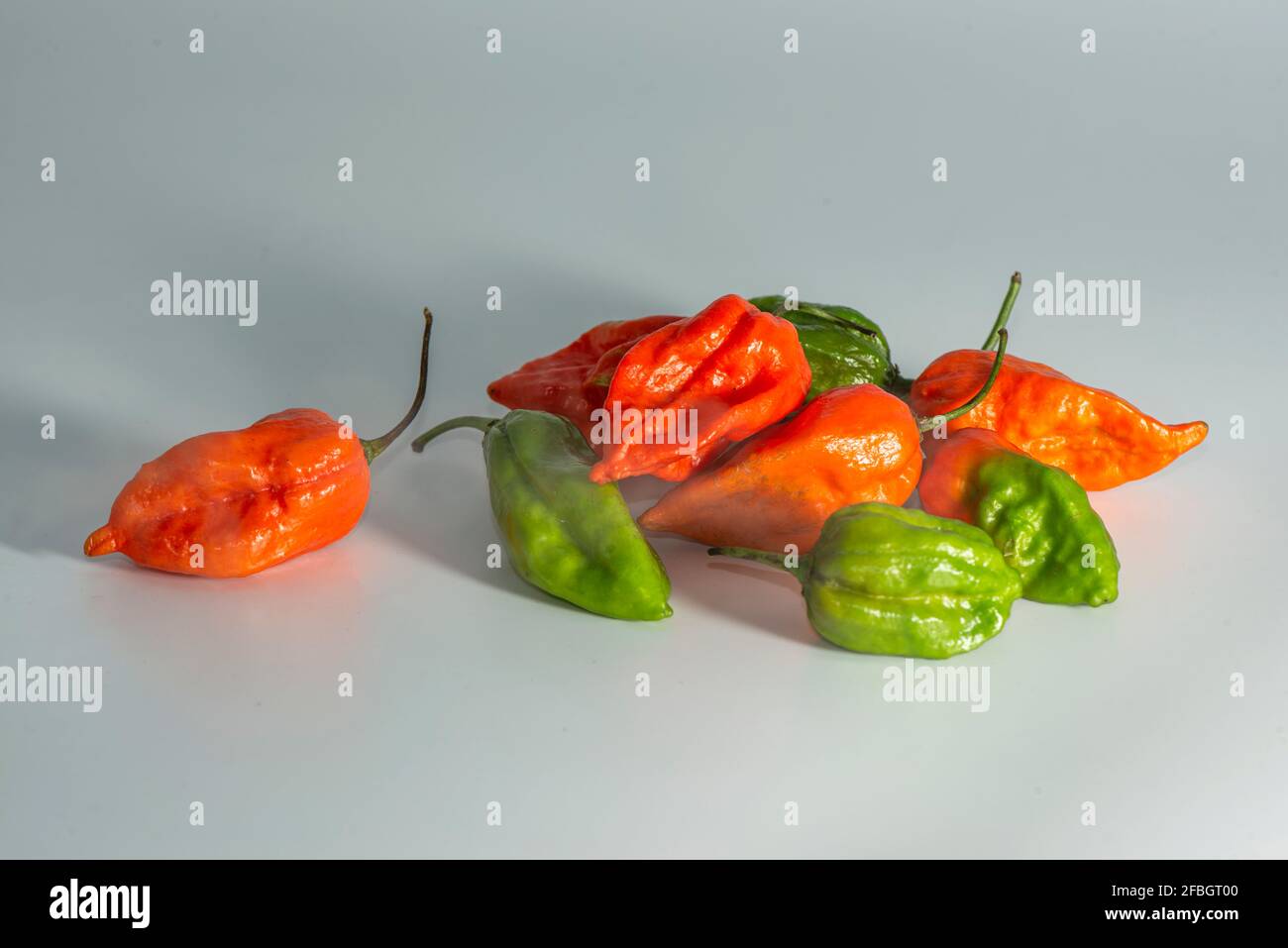 Naga Morich Banque D'Images