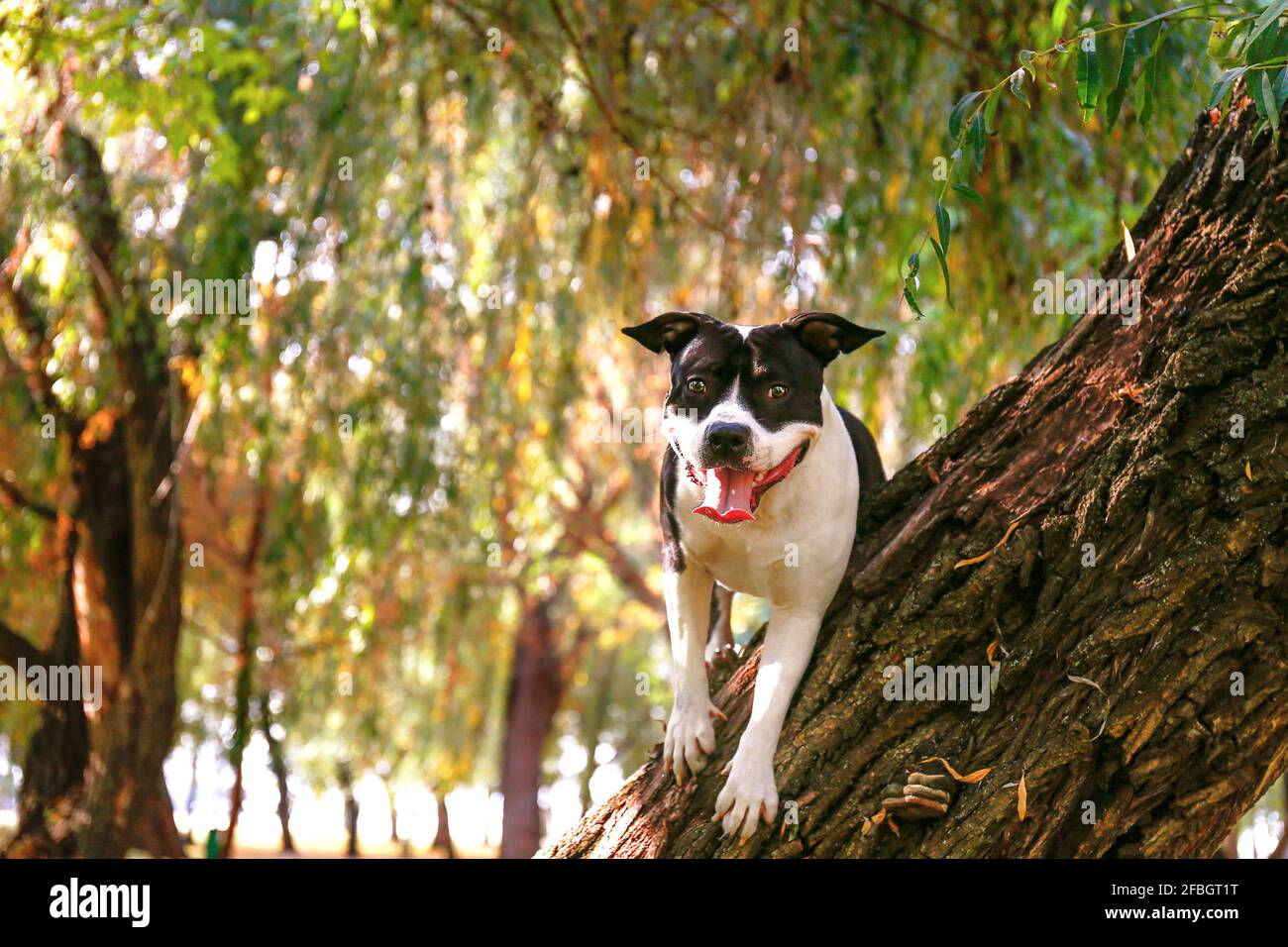 Un joyeux terrier américain noir et blanc lors d'une promenade dans le parc le jour d'automne chaud. Jeune chien avec le regard masculin dehors, beaucoup de jaune tombé Banque D'Images