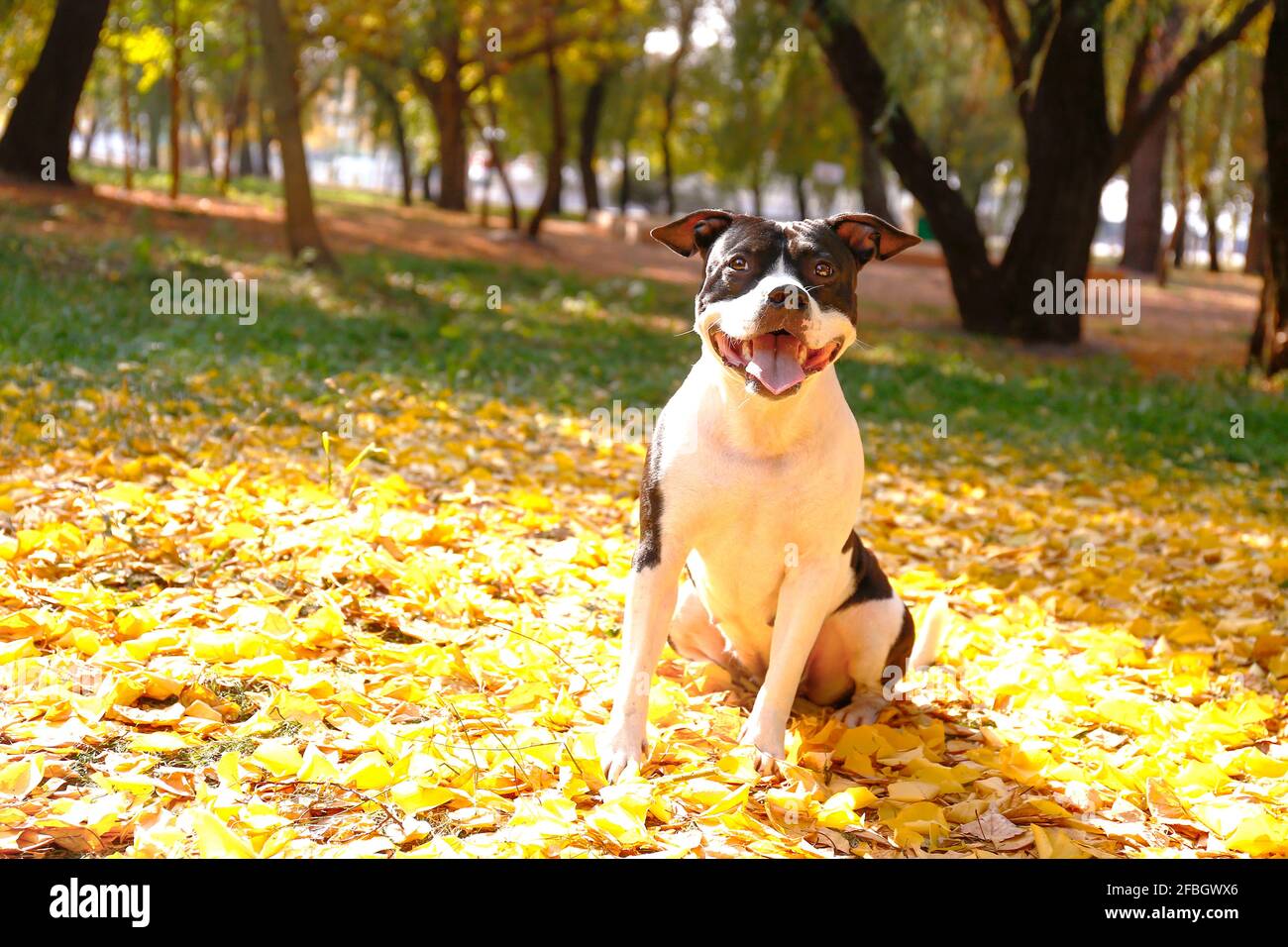 Un joyeux terrier américain noir et blanc lors d'une promenade dans le parc le jour d'automne chaud. Jeune chien avec le regard masculin dehors, beaucoup de jaune tombé Banque D'Images
