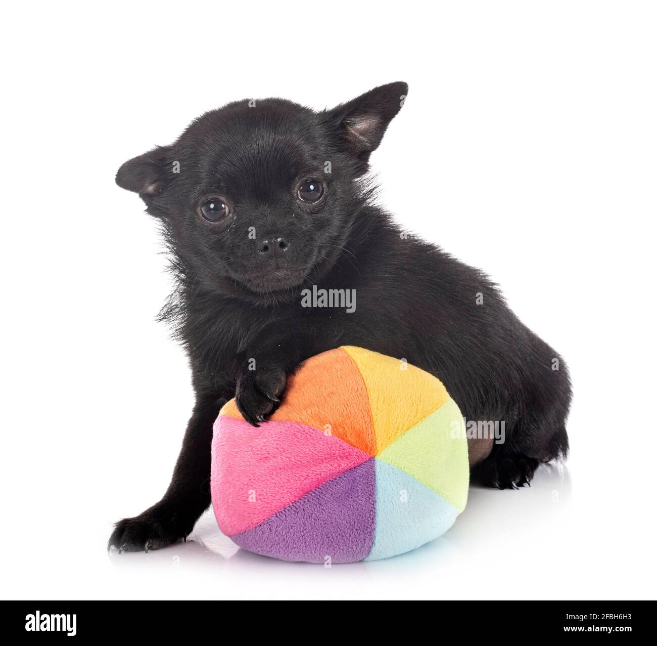 Peu chihuahua in front of white background Banque D'Images