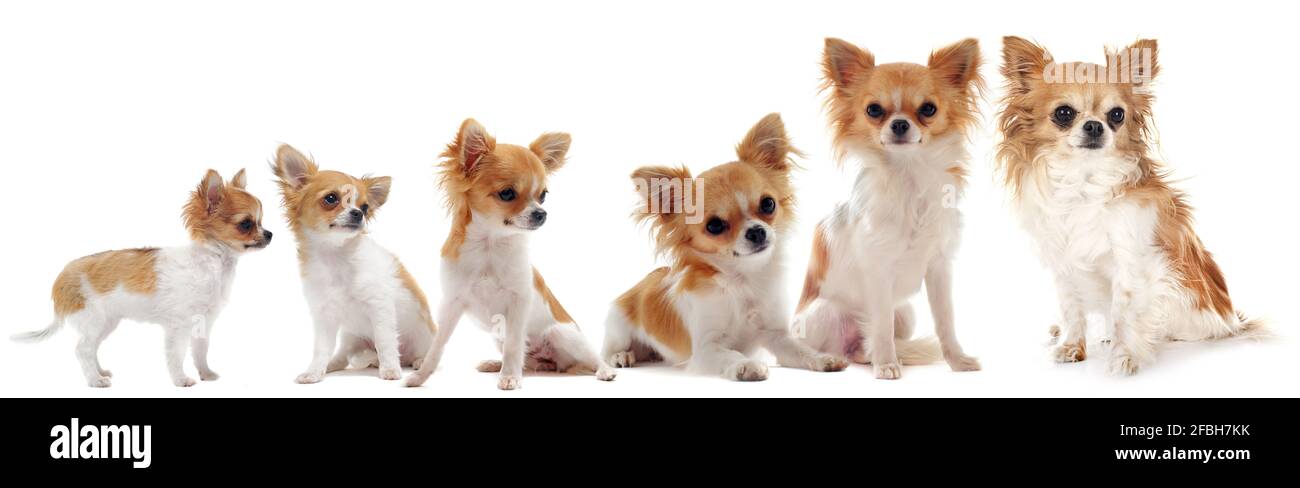 croissance de chihuahua puré devant un fond blanc entre trois mois et neuf ans Banque D'Images