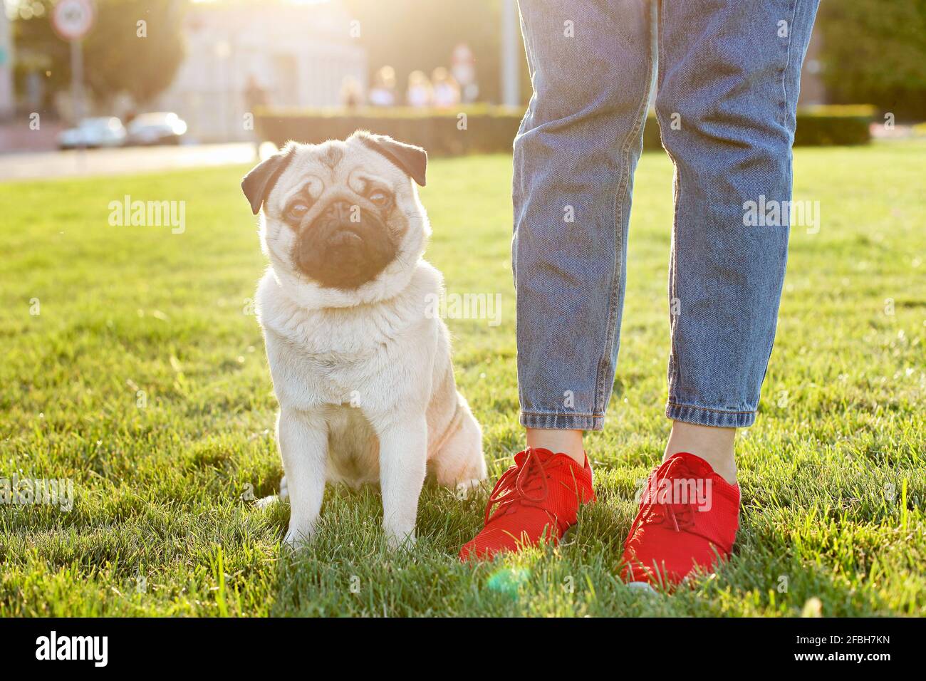 Chiot drôle de pug assis sur le sol près des pieds du propriétaire de la femme sur la pelouse verte mawed au parc. Hipster femelle marchant jeune race pure pedigree chien sur un lea Banque D'Images