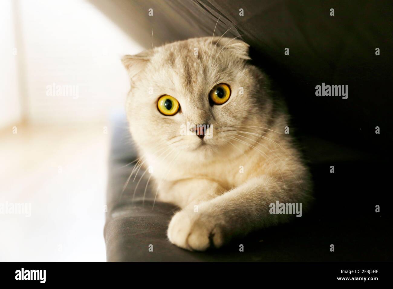 Joli Chat Ecossais Fold Race Avec Des Yeux Jaunes Allonge Sur Un Canape En Tissu Noir A La Maison Doux Et Doux Doux Et Doux Les Cheveux Courts Ont Ete Eleves Chaton Joli Chat Ecossais Fold Race Avec Des Yeux Jaunes Allonge Sur Un Canape En Tissu Noir A La Maison Doux Et Doux Doux Et Doux Les Cheveux Courts Ont Ete Eleves Chaton