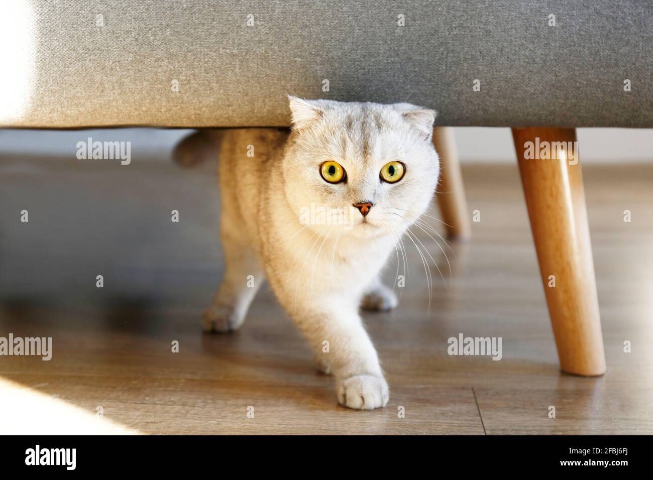 Mignon Scottish Fold Race Chat Avec Des Yeux Jaunes Fonctionnant Sous Le Canape En Tissu Gris A La Maison Doux Et Doux Doux Et Doux Les Cheveux Courts Ont Ete Eleves Chaton Mignon Scottish Fold Race Chat Avec Des Yeux Jaunes Fonctionnant Sous Le Canape En Tissu Gris A La Maison Doux Et Doux Doux Et Doux Les Cheveux Courts Ont Ete Eleves Chaton