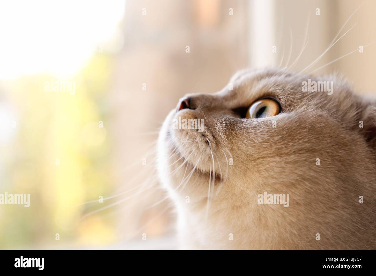 Portrait D Un Chat De Race Scottish Fold Avec Des Yeux Jaunes Couches Par La Fenetre A La Maison Vue De Jour Ensoleillee Doux Et Doux Doux Et Doux Les Cheveux Courts Ont Portrait D Un Chat De Race Scottish Fold Avec Des Yeux Jaunes Couches Par La Fenetre A La Maison Vue De Jour Ensoleillee Doux Et Doux Doux Et Doux Les Cheveux Courts Ont