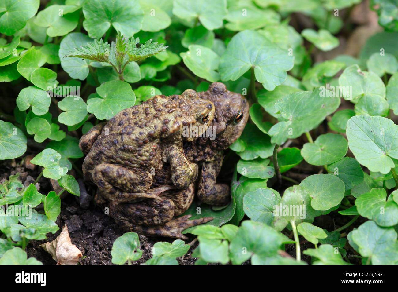 Crapauds de contact (Bufo bufo) Banque D'Images