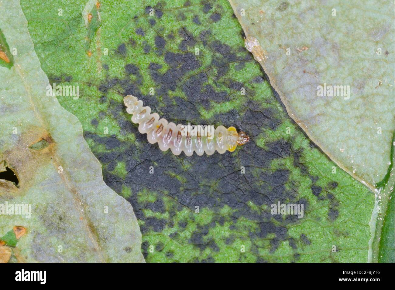 Le mineur de feuilles de châtaignier (Cameraria ohridella) est une espèce de papillon de la famille des Gracillariidae. Papillon sur l'écorce de châtaigne commune. Banque D'Images