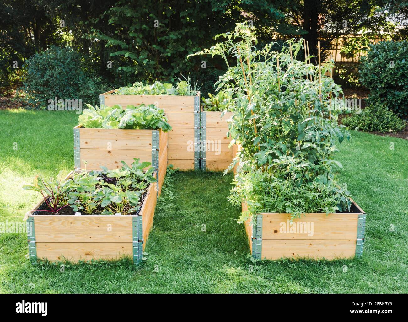 Légumes cultivés dans des lits surélevés Banque D'Images