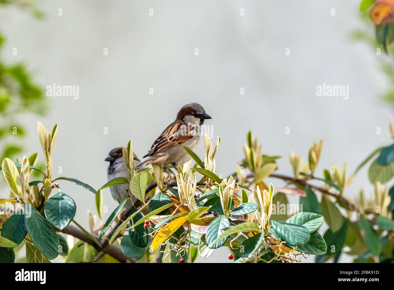 Un chaffinch commun mangeant des graines dans un arbre Banque D'Images