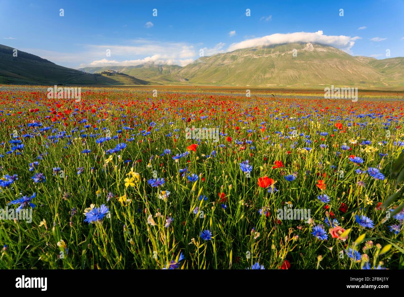 Fleurs sauvages rouges et bleues florissant sur le plateau de Piano Grande  Photo Stock - Alamy
