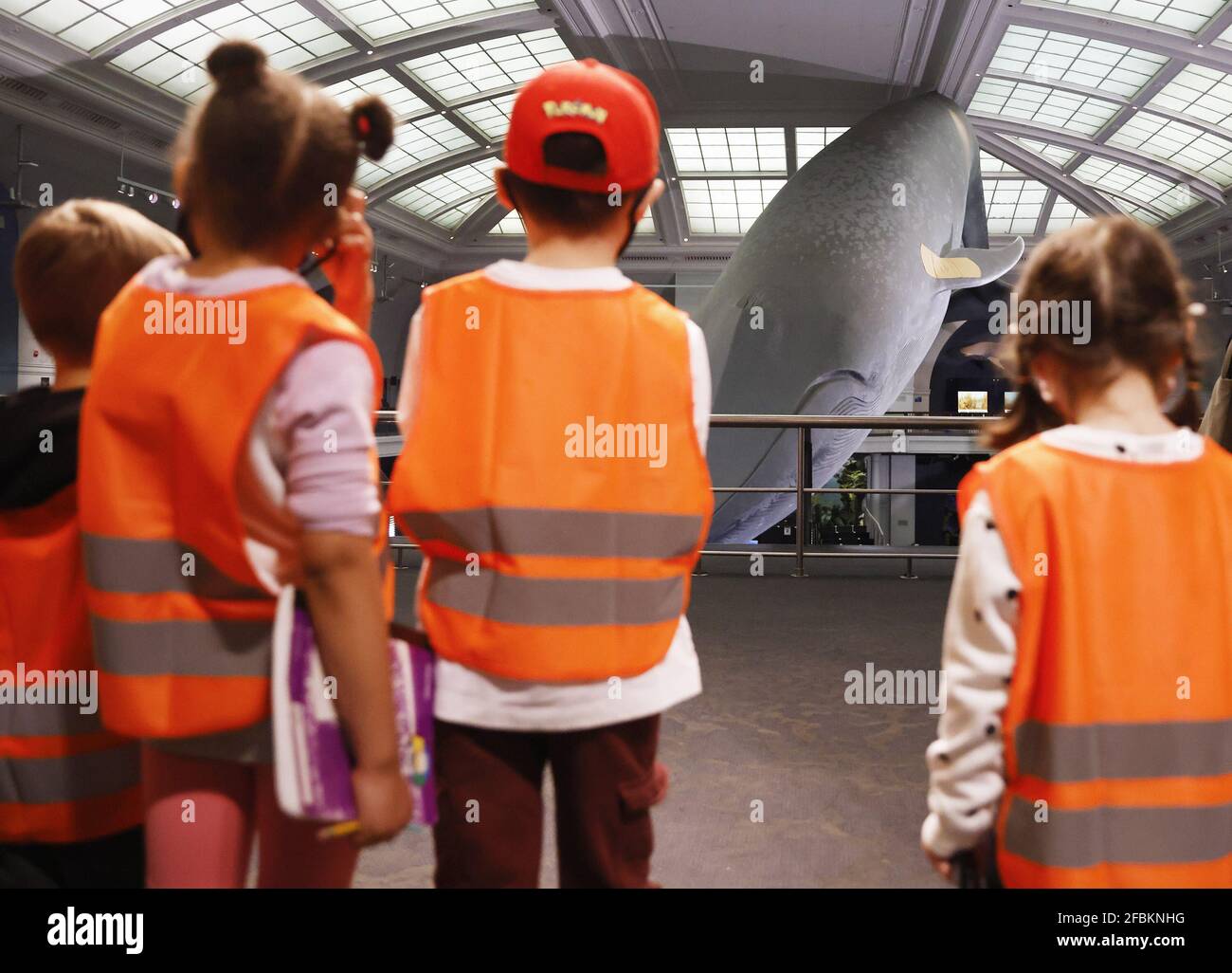 New York, États-Unis. 23 avril 2021. Les enfants regardent l'activité près de l'endroit où un bandaid a été placé sur l'une des deux nageoires pectorales du célèbre modèle de 94 pieds de long d'une baleine bleue, tandis que les travailleurs de la santé assistent aux personnes qui arrivent pour être vaccinées lorsque le Musée américain d'histoire naturelle est transformé en masse Site de vaccination à l'AMNH à New York le vendredi 23 avril 2021. Photo de John Angelillo/UPI crédit: UPI/Alay Live News Banque D'Images
