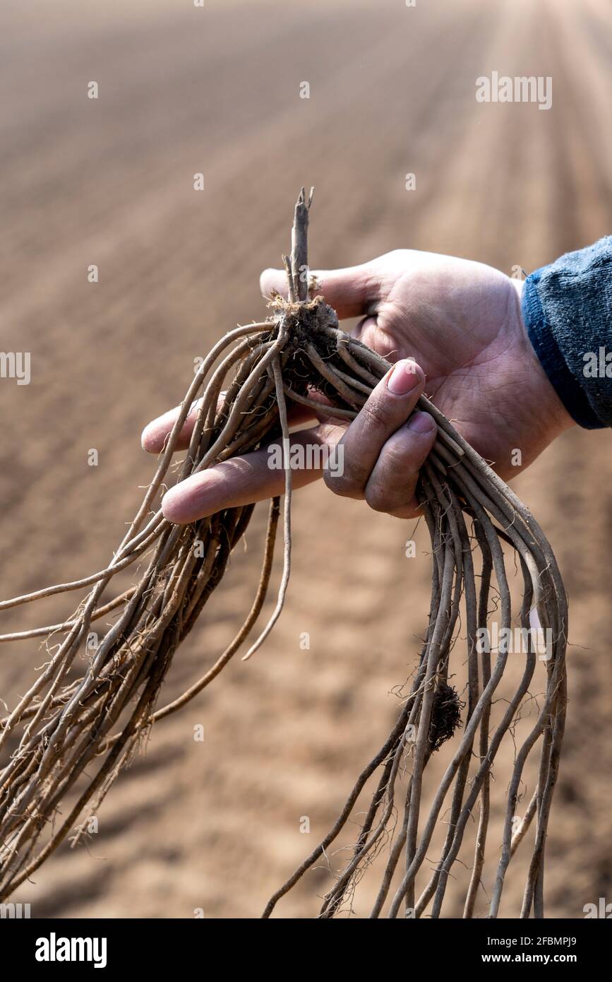 La ferme d'asperges, plante d'asperges, est plantée dans un champ, après une bonne année, la première asperge pousse du rhizome, la plante reste dans le sol Banque D'Images