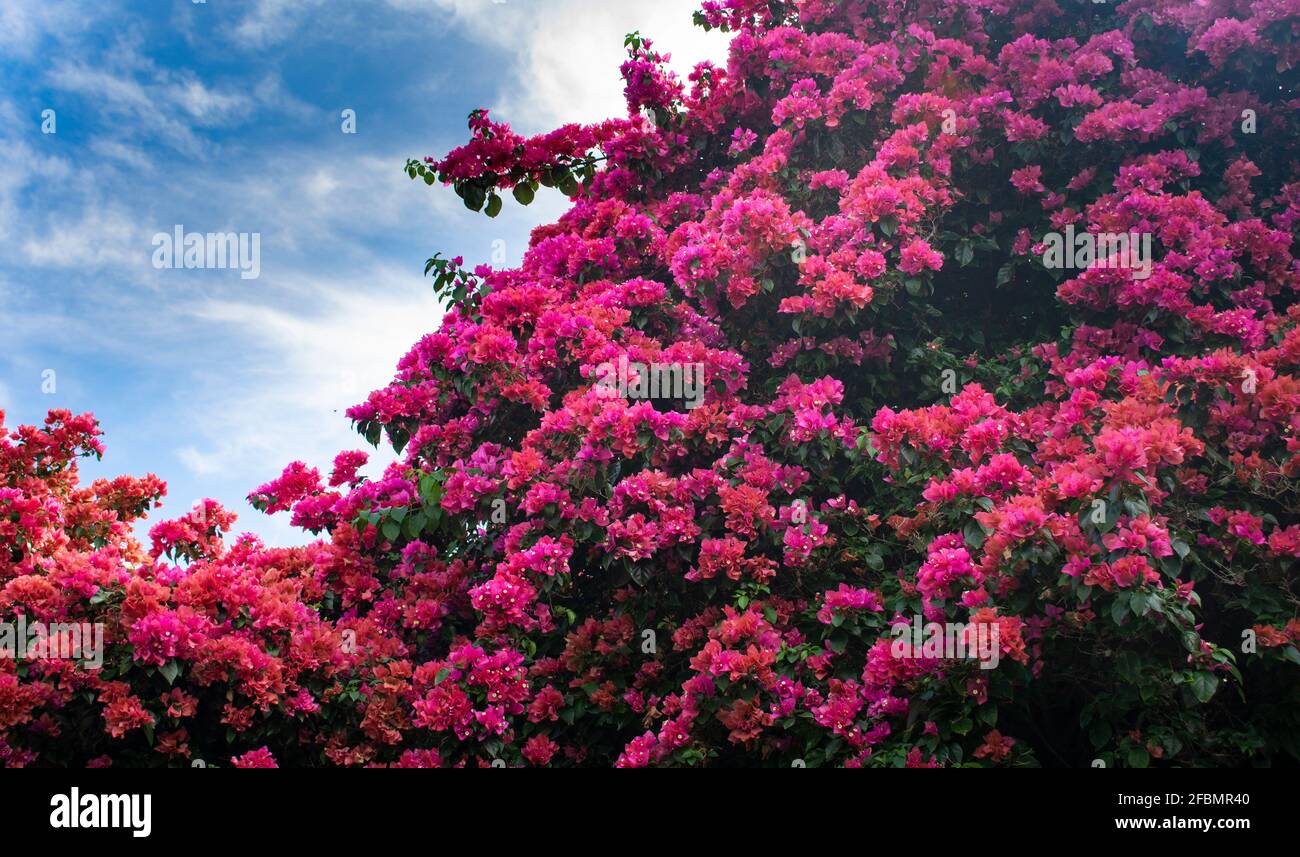 bougainvillea à sa pleine fleur (bougainvillea spectabilis) Banque D'Images bougainvillea à sa pleine fleur (bougainvillea spectabilis) Banque D'Images