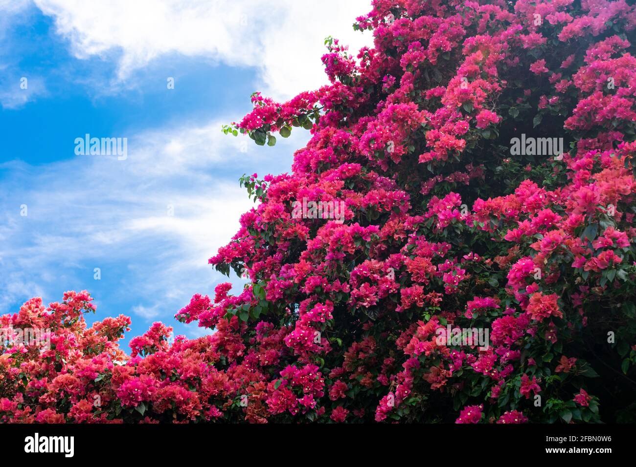 bougainvillea à sa pleine fleur (bougainvillea spectabilis) Banque D'Images bougainvillea à sa pleine fleur (bougainvillea spectabilis) Banque D'Images