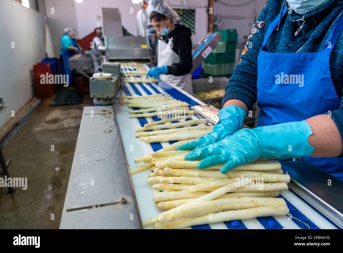 Asperge ferme, asperge blanche est lavée après la récolte, raccourcie et triée selon la qualité, près de Dormagen, Rhénanie, NRW, Allemagne Banque D'Images