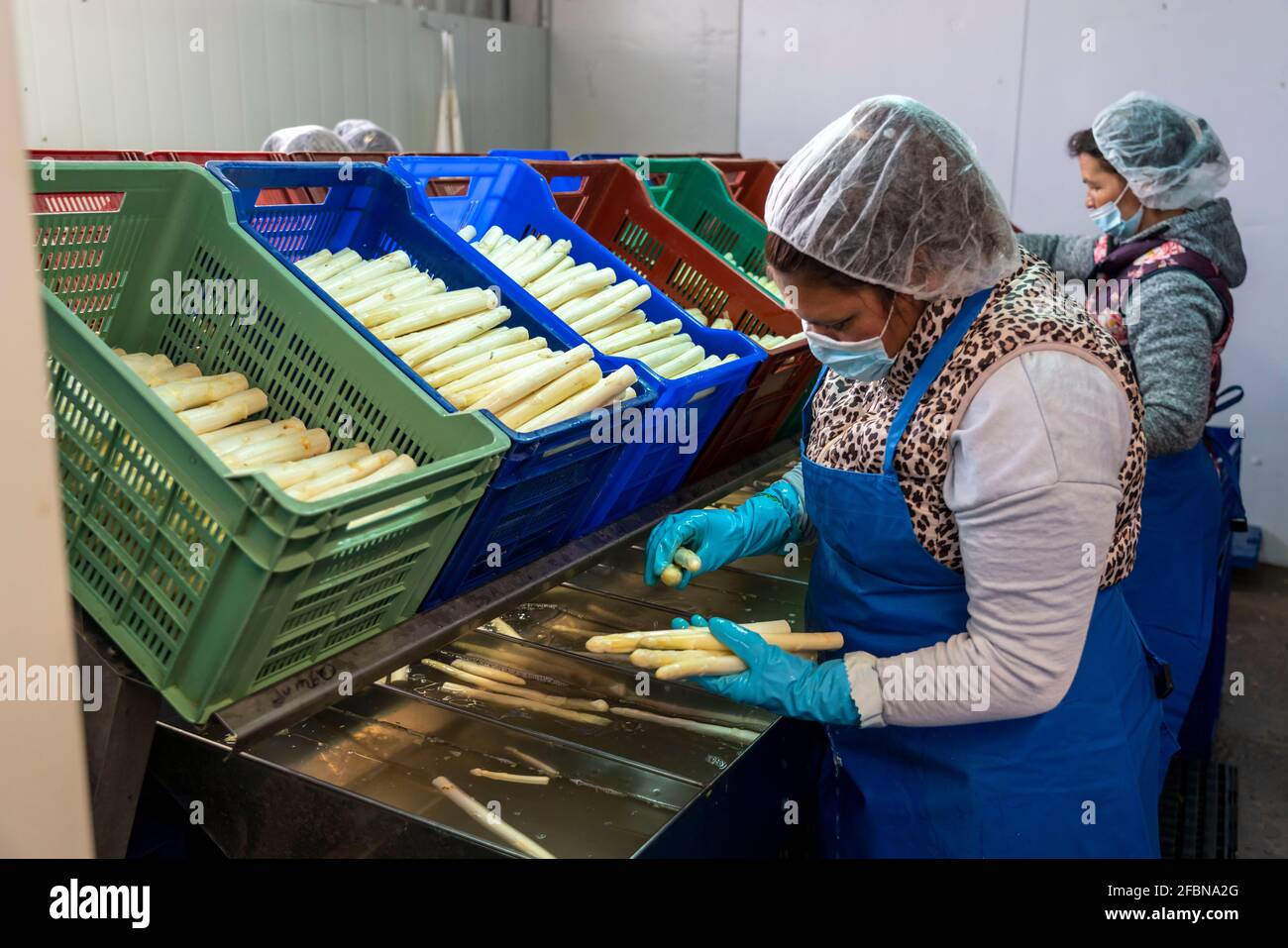 Asperge ferme, asperge blanche est lavée après la récolte, raccourcie et triée selon la qualité, près de Dormagen, Rhénanie, NRW, Allemagne Banque D'Images