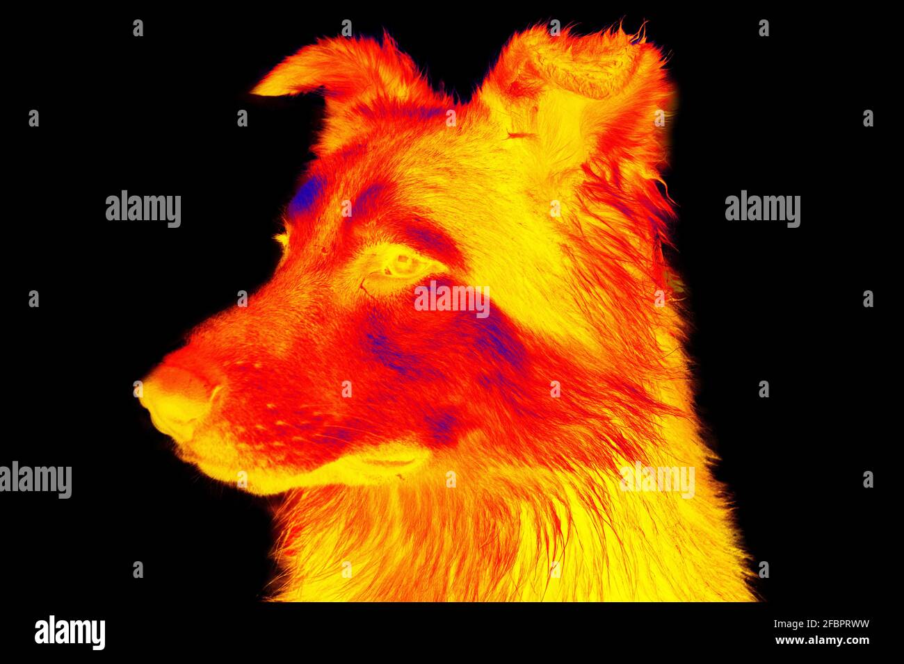 Portraits de chiens. Analyse de la température corporelle de l'animal à l'aide d'une caméra infrarouge Banque D'Images