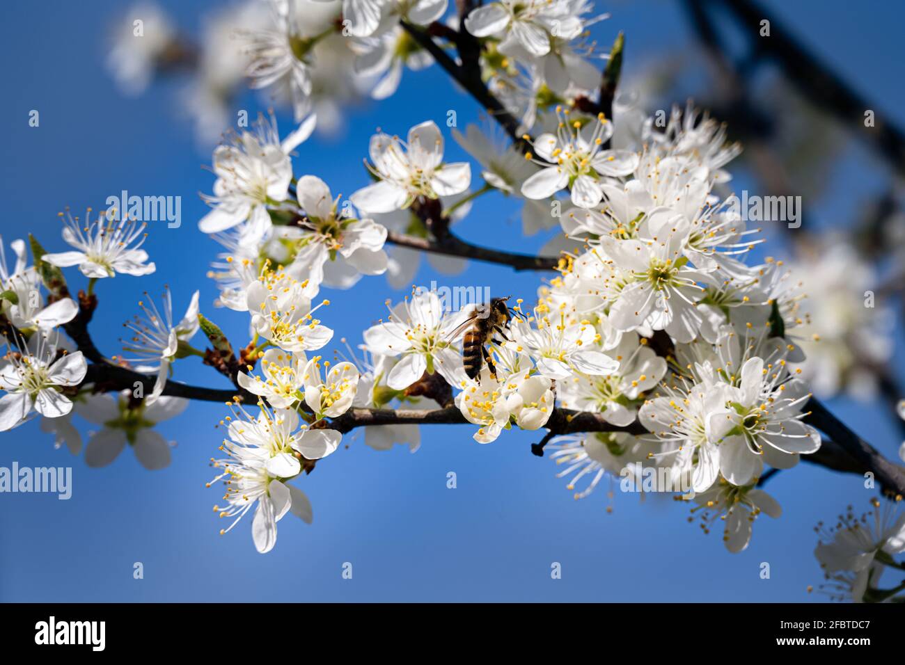 Gros plan d'une abeille sur des fleurs de damson au printemps Banque D'Images