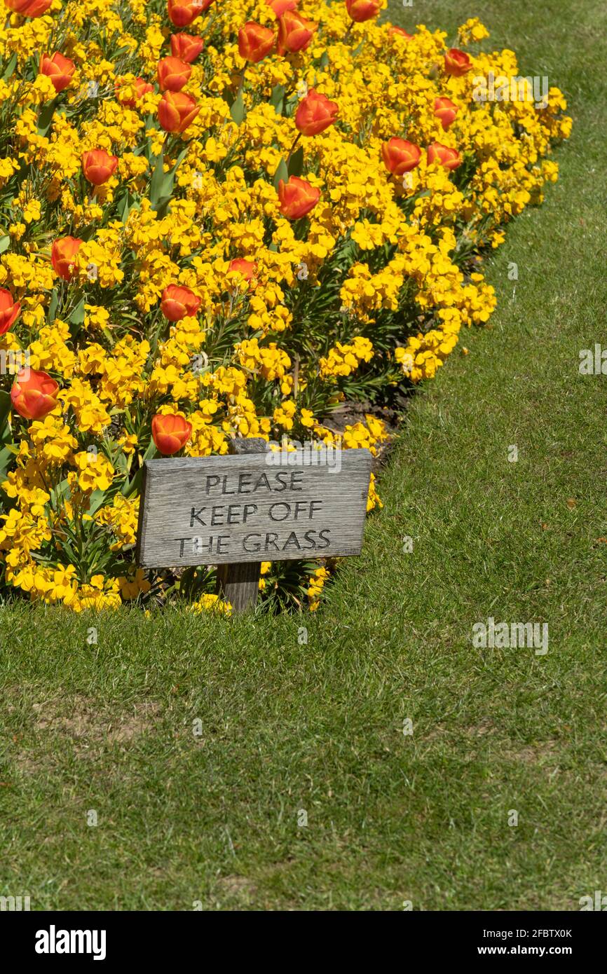 Tulipes aux parterres de fleurs de Buckingham Palace, également connu sous le nom de Memorial Gardens Banque D'Images
