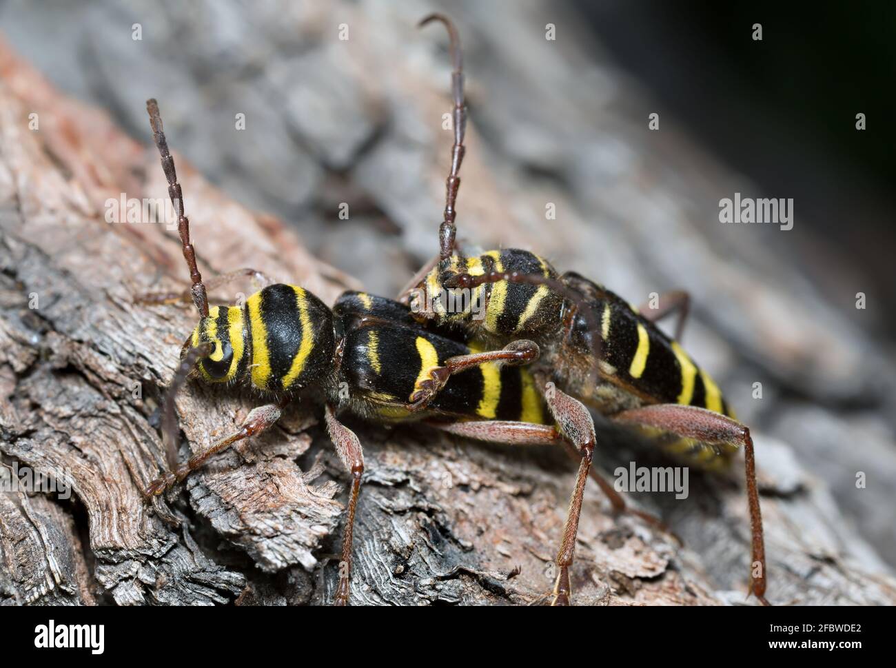 Coléoptères longs de l'accouplement, Plagionotus detritus Banque D'Images