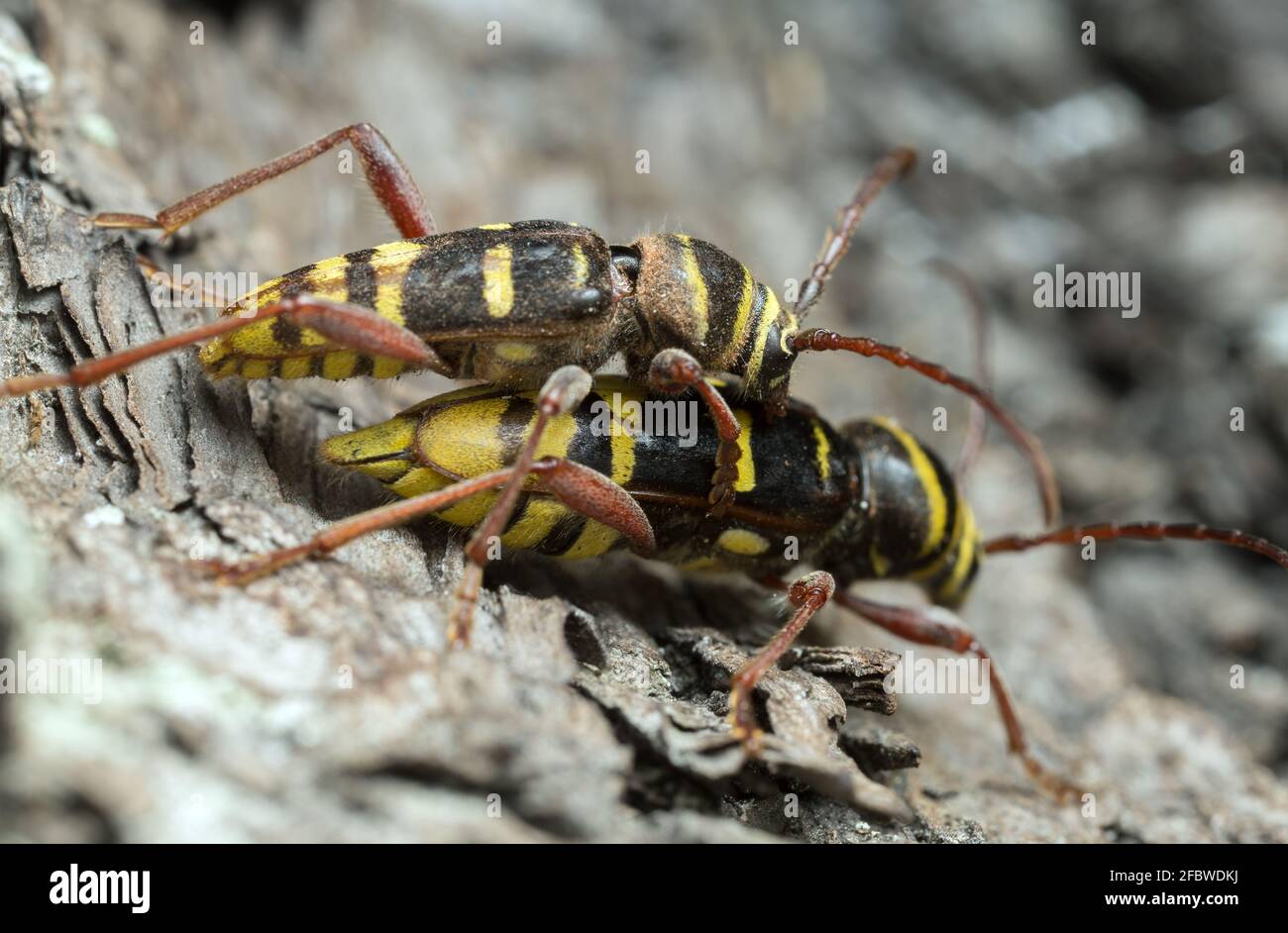 Coléoptères longs de l'accouplement, Plagionotus detritus Banque D'Images
