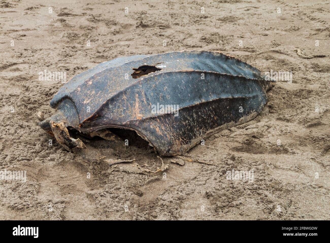 Carapace vide d'une tortue de mer Leatherback morte Dermochelys coriacea sur une plage du parc national de Tortuguero, au Costa Rica Banque D'Images