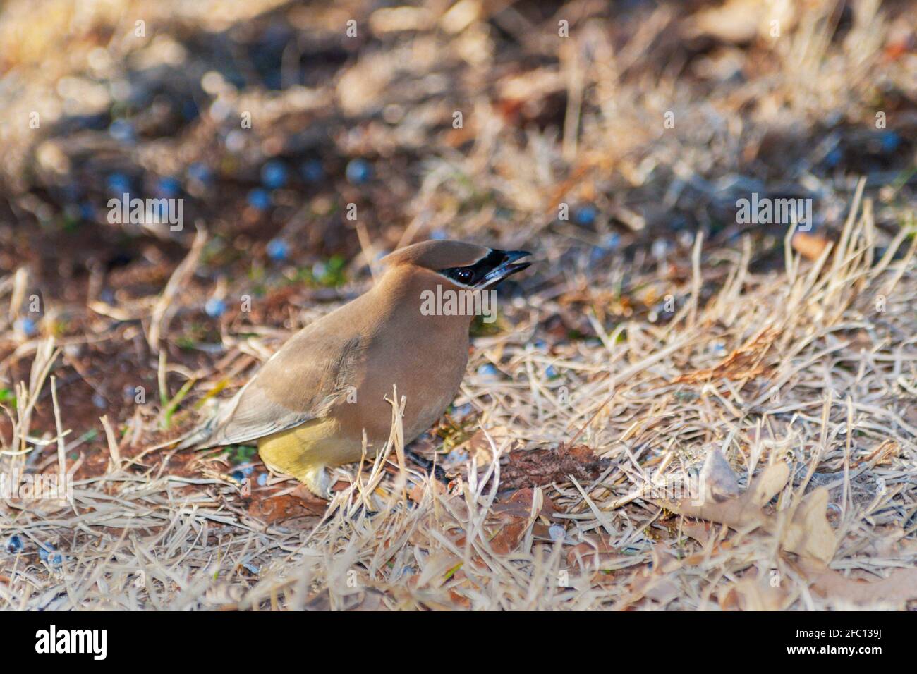 Cèdre Waxwing, Bombycilla cedrorum, cueillette et consommation de baies de genévrier en hiver. Oklahoma, États-Unis. Banque D'Images