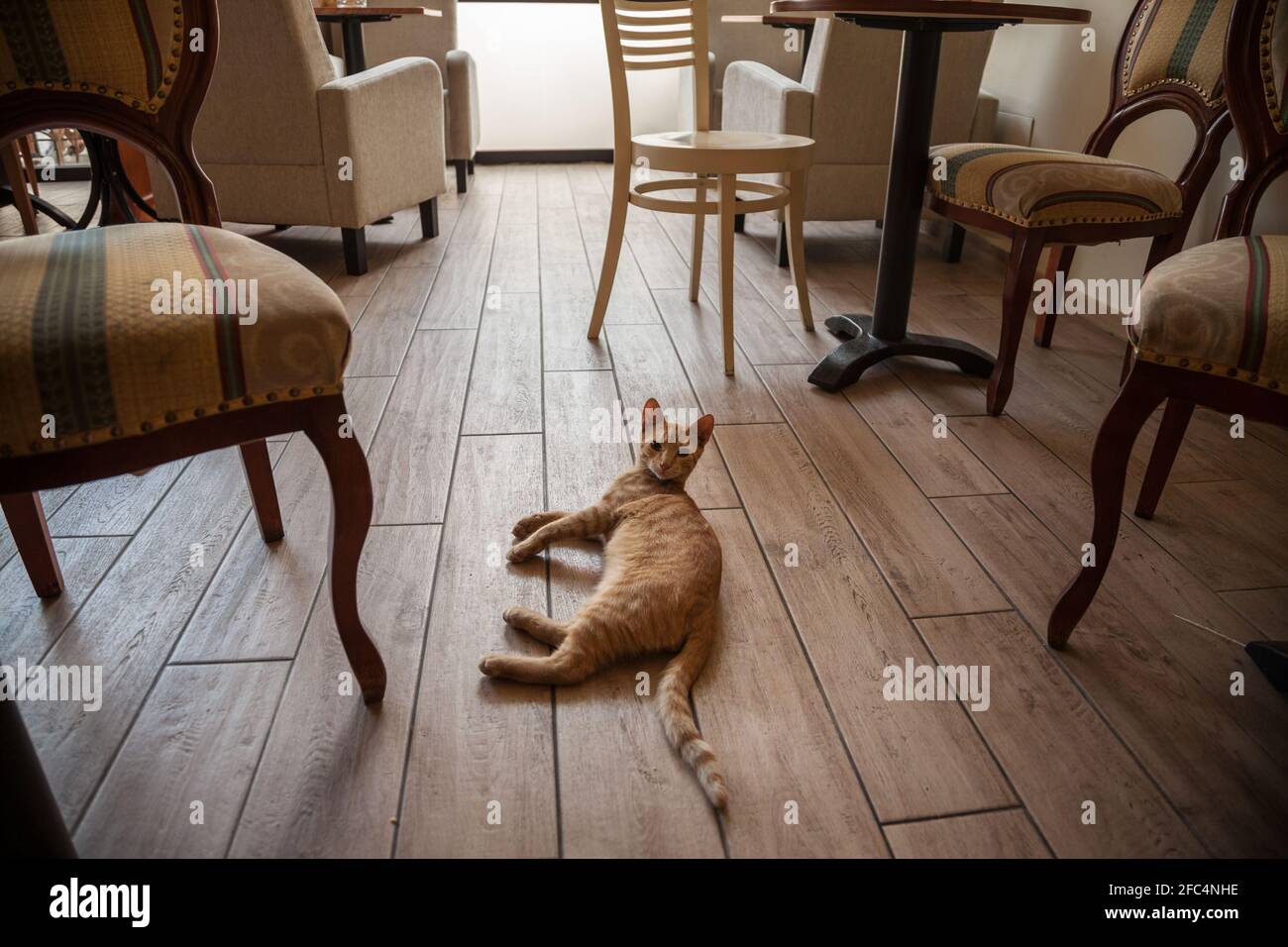 Chat REDHEAD, ery, se détendre et se reposer sur le sol d'un restaurant, bar, café, dans un environnement acceptant les animaux. Photo de l'intérieur d'un bar res Banque D'Images