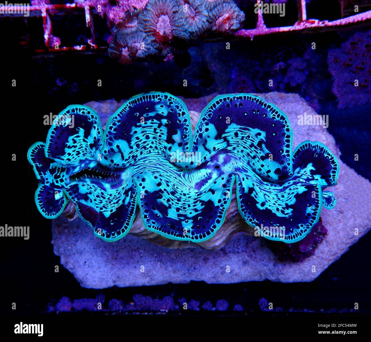Un clam maxima coloré incroyable - (Tridacna maxima) Banque D'Images