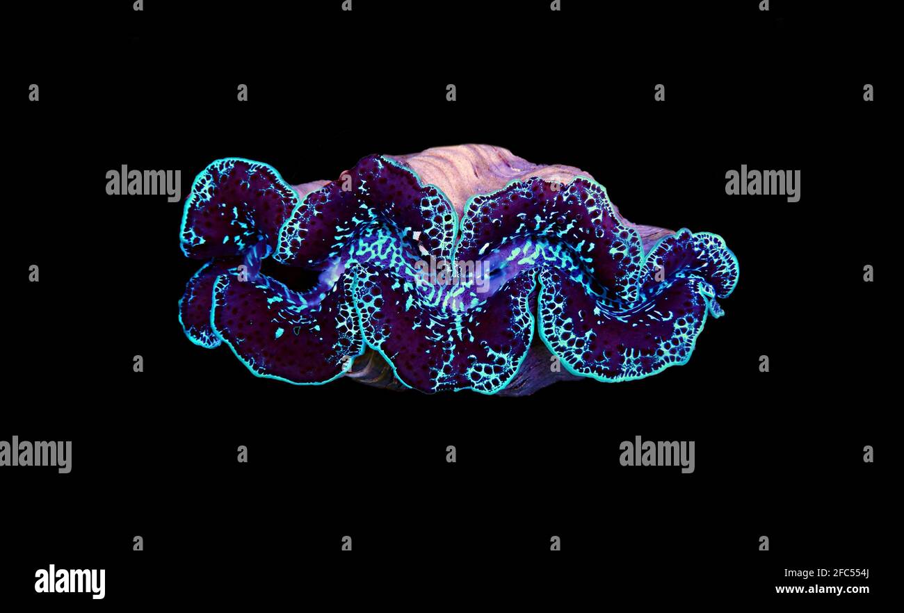 Un clam maxima coloré incroyable - (Tridacna maxima) Banque D'Images