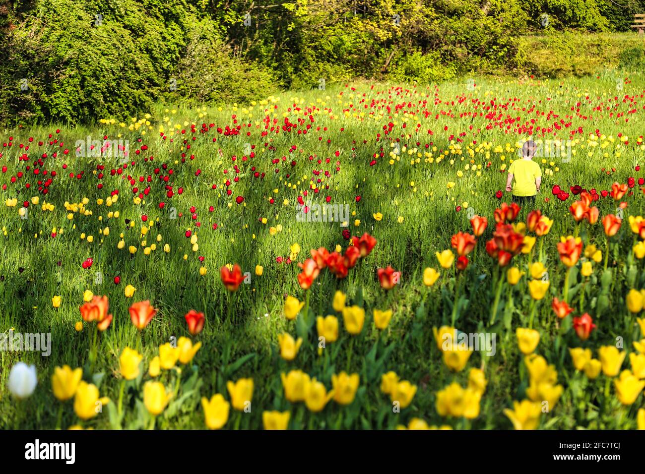 Junge auf einer Tulpenwiese im Britzer Garten Berlin. Garçon dans un pré de tulipe dans Britzer Garden à Berlin, Allemagne. Banque D'Images