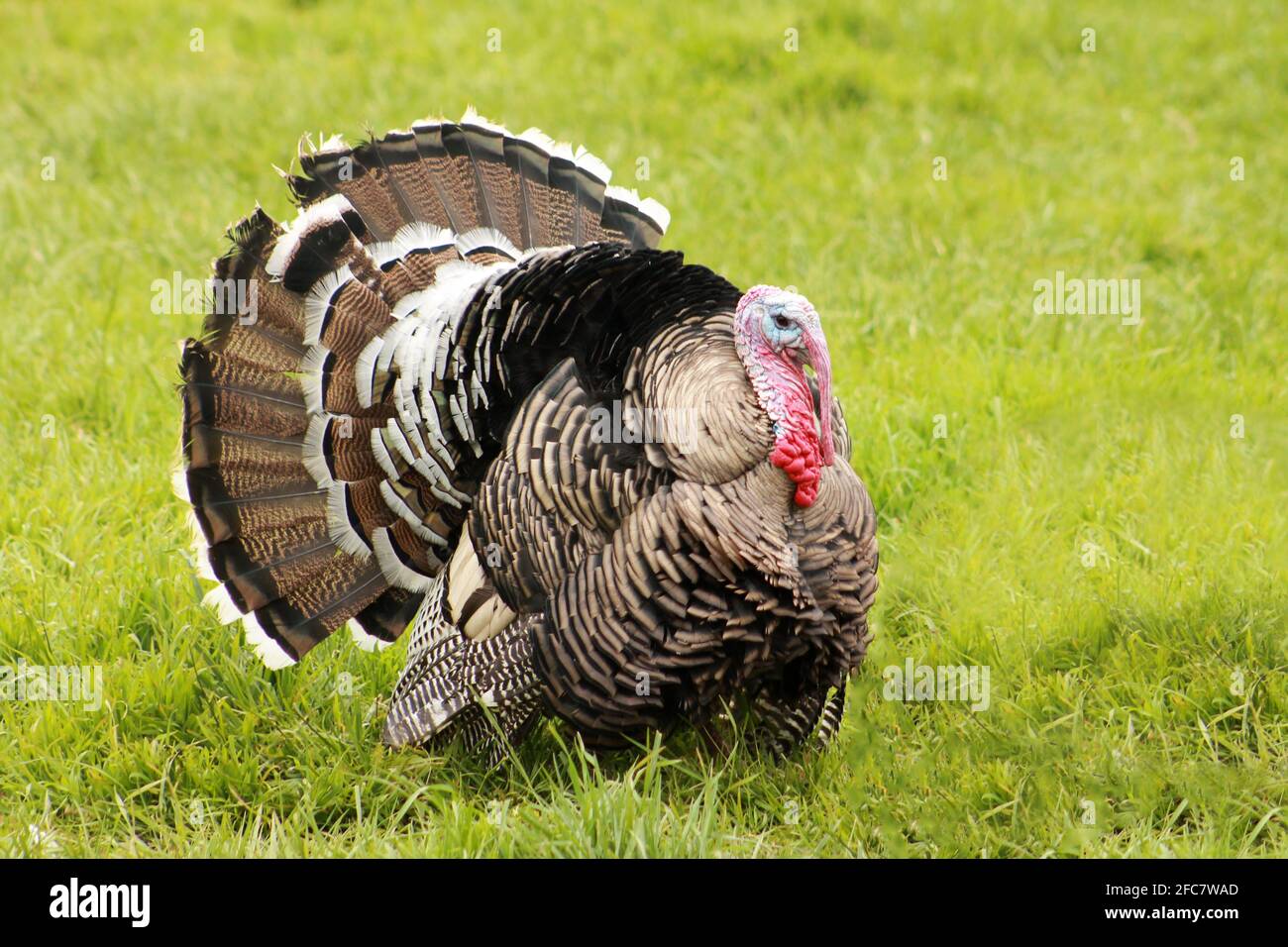 Dinde narragansett Banque de photographies et d’images à haute